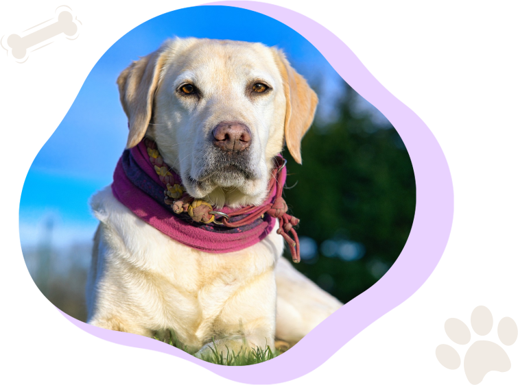 A dog with a bandana around its neck.