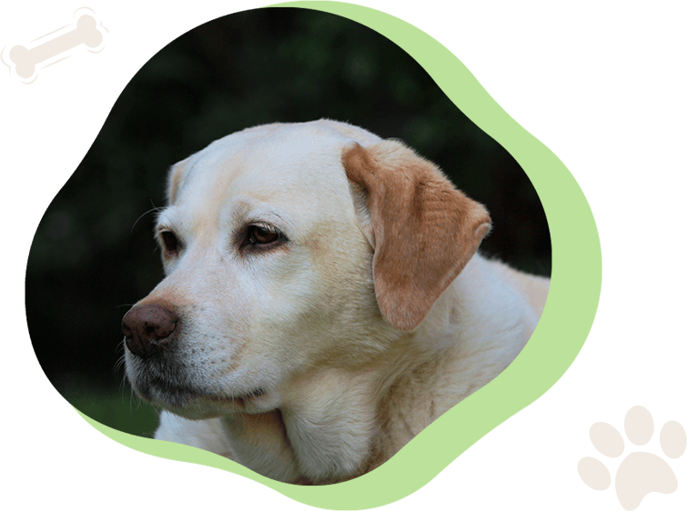 A dog is sitting in front of some green leaves.