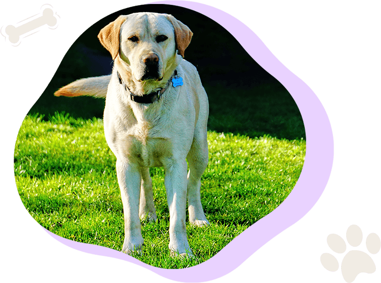 A dog standing in the grass with his head turned to the side.