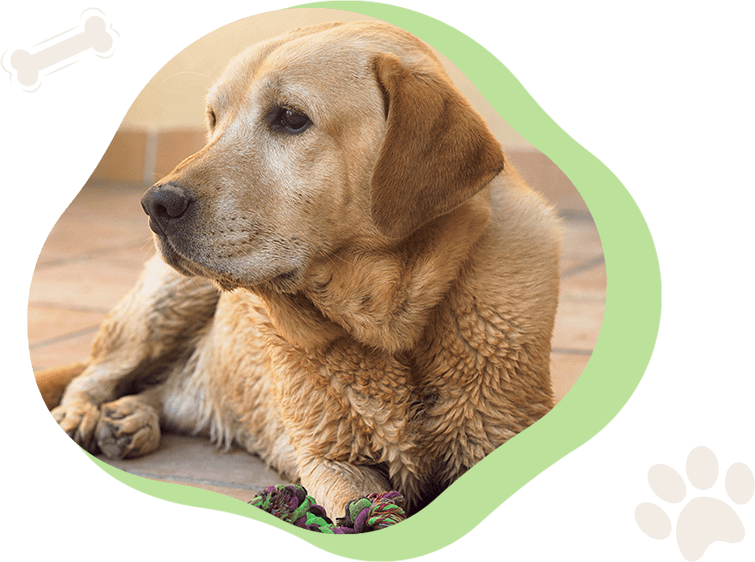 A dog laying on the ground with its head down.