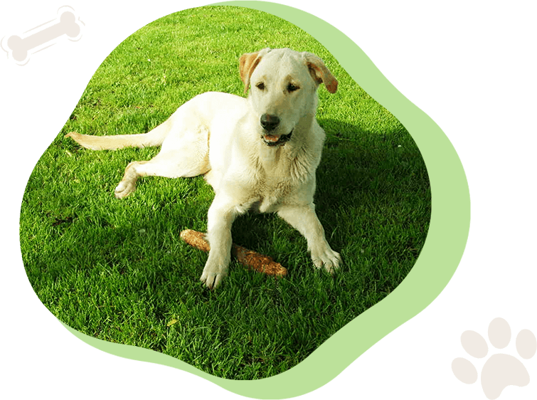 A dog sitting on the grass with its head up.