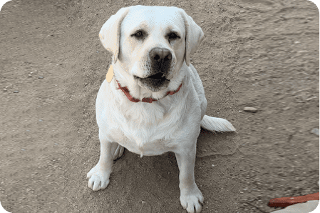 A white dog sitting on top of a dirt field.