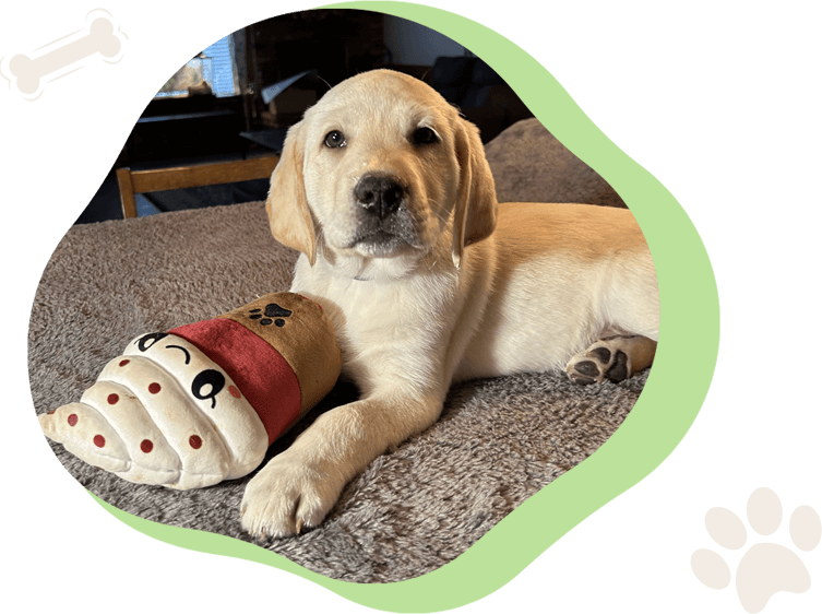 A dog laying on the ground with its paw in a toy.