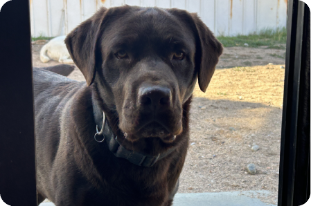 A close up of a dog 's face with a fence in the background