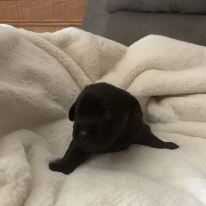 A black puppy is laying on top of the blanket.