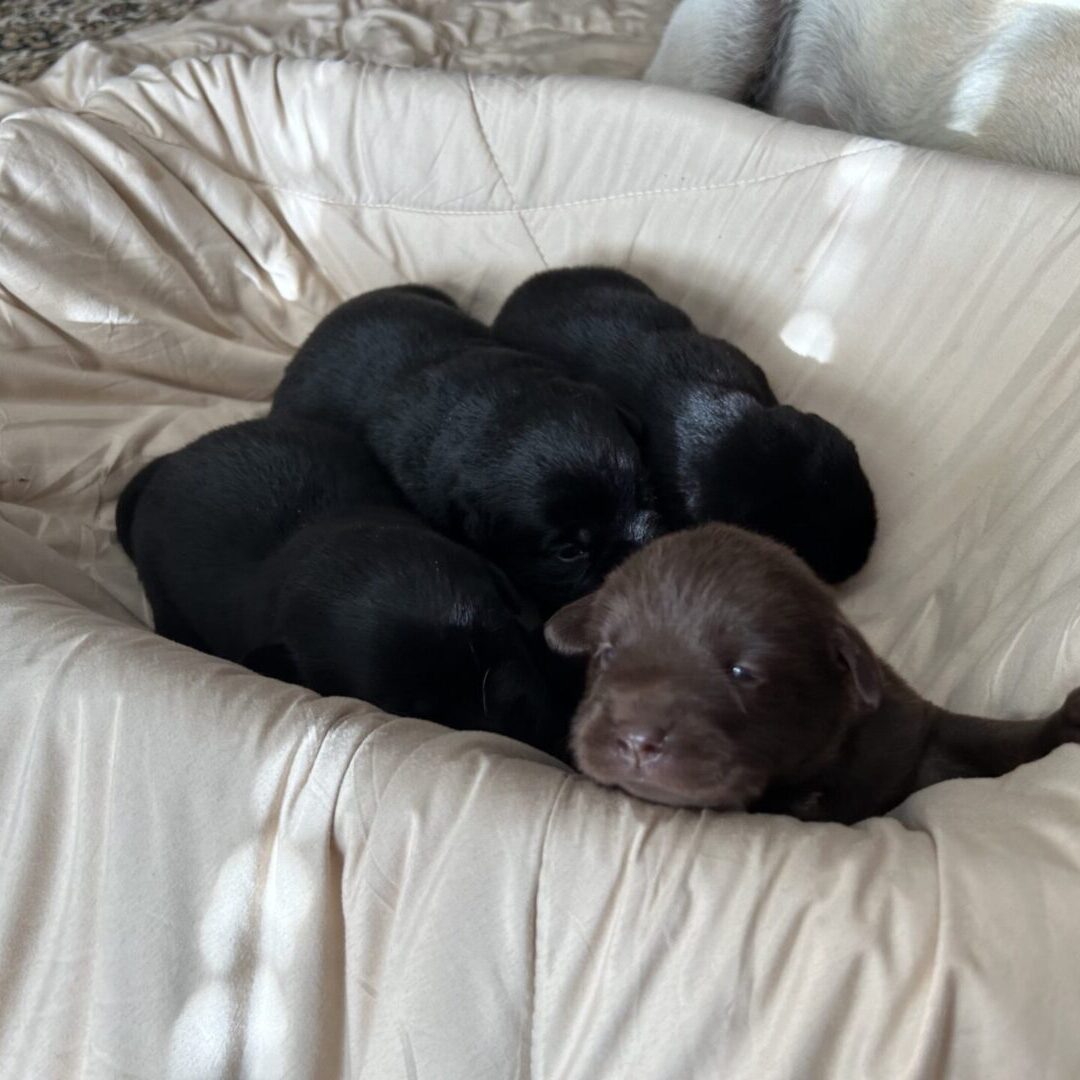 A black dog laying on top of another black dog.